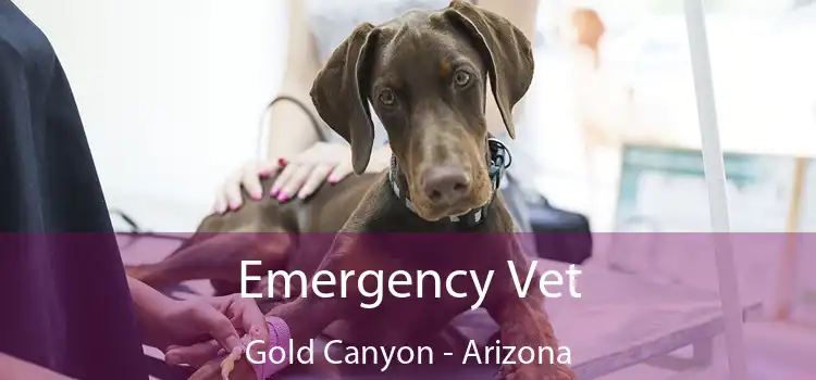 Emergency Vet Gold Canyon - Arizona