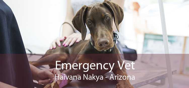 Emergency Vet Haivana Nakya - Arizona