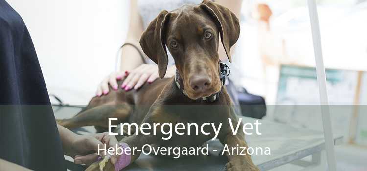 Emergency Vet Heber-Overgaard - Arizona