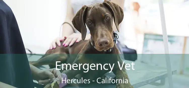 Emergency Vet Hercules - California