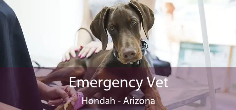 Emergency Vet Hondah - Arizona