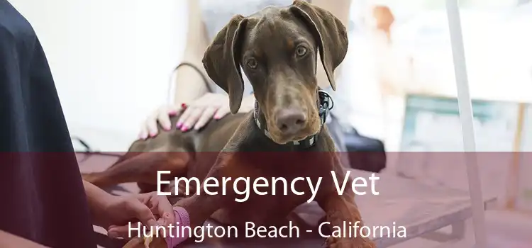 Emergency Vet Huntington Beach - California