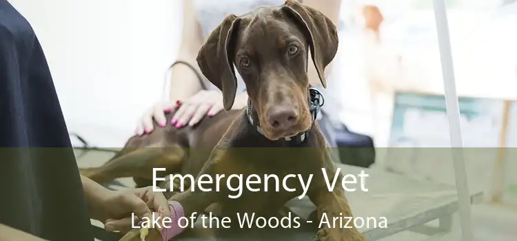 Emergency Vet Lake of the Woods - Arizona