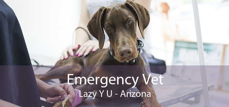 Emergency Vet Lazy Y U - Arizona