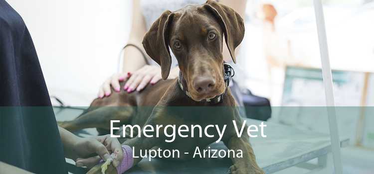 Emergency Vet Lupton - Arizona