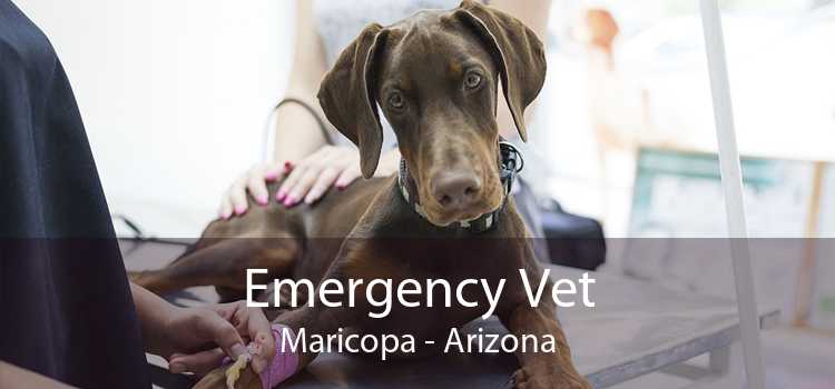 Emergency Vet Maricopa - Arizona