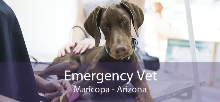 Emergency Vet Maricopa - Arizona