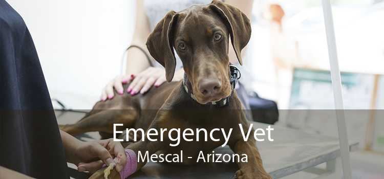 Emergency Vet Mescal - Arizona