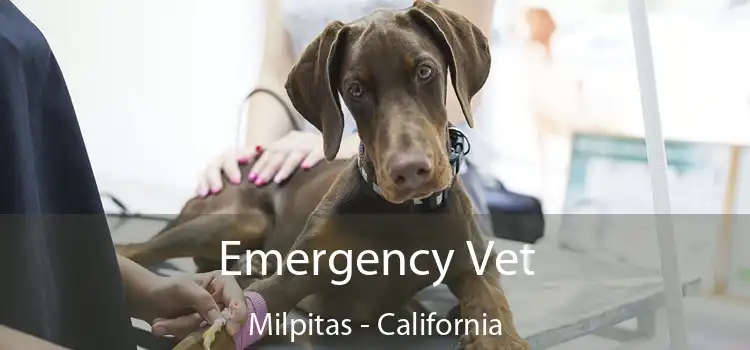 Emergency Vet Milpitas - California