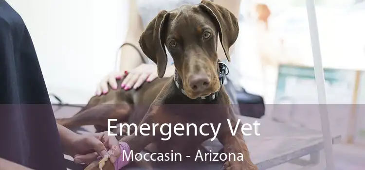 Emergency Vet Moccasin - Arizona