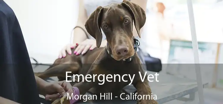 Emergency Vet Morgan Hill - California