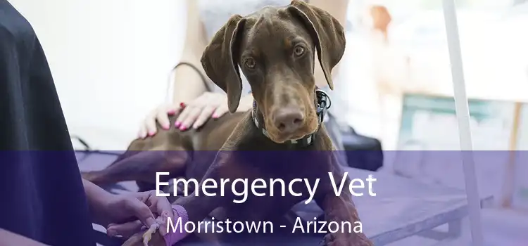 Emergency Vet Morristown - Arizona