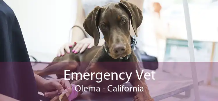 Emergency Vet Olema - California