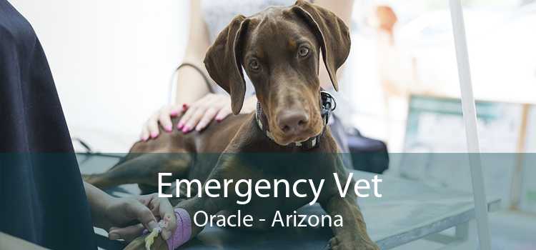 Emergency Vet Oracle - Arizona