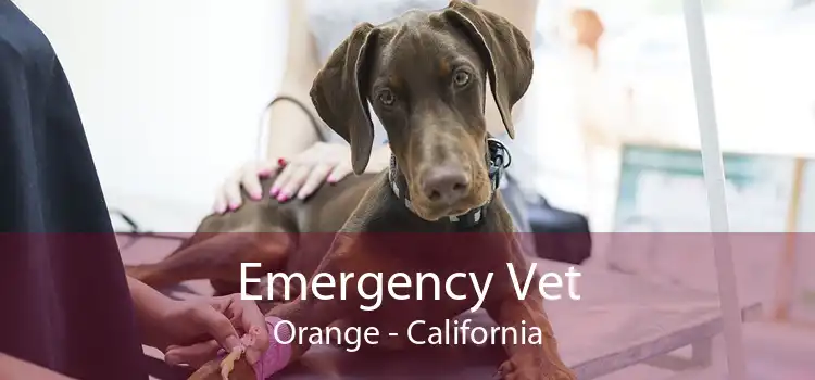 Emergency Vet Orange - California