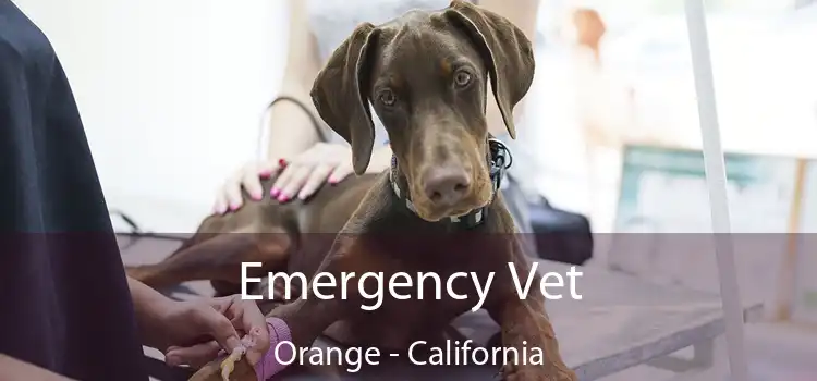 Emergency Vet Orange - California