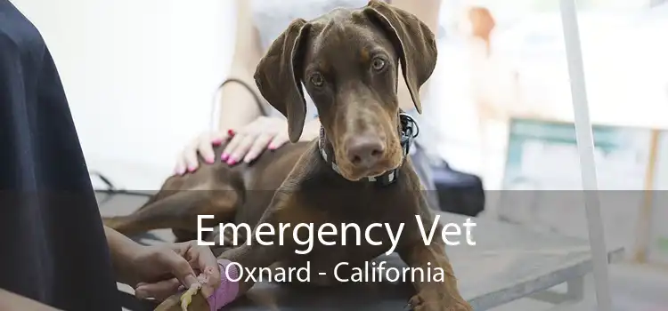 Emergency Vet Oxnard - California