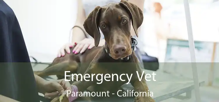 Emergency Vet Paramount - California