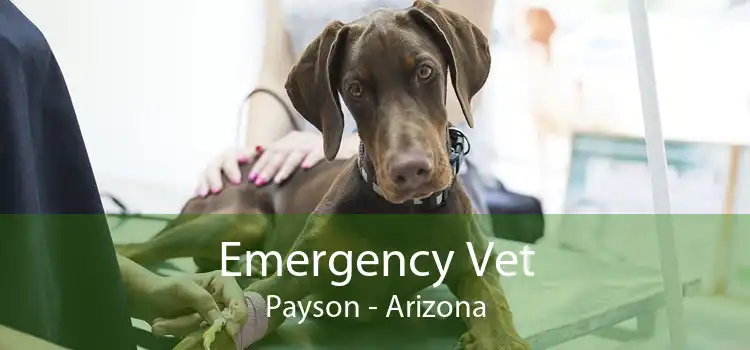 Emergency Vet Payson - Arizona