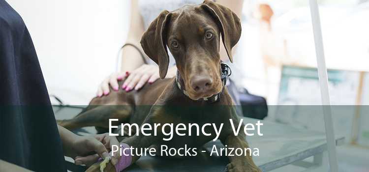 Emergency Vet Picture Rocks - Arizona