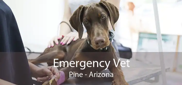 Emergency Vet Pine - Arizona