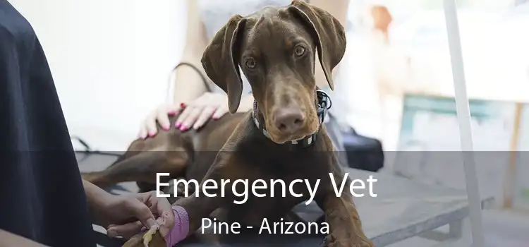 Emergency Vet Pine - Arizona