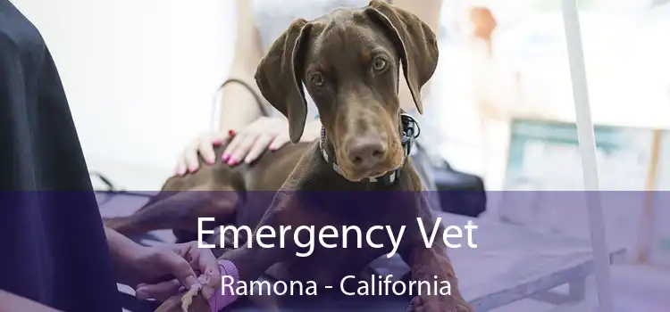 Emergency Vet Ramona - California