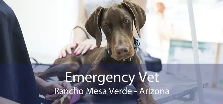 Emergency Vet Rancho Mesa Verde - Arizona