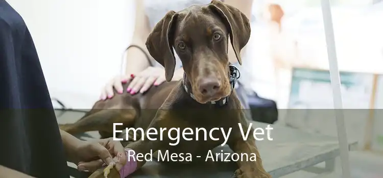 Emergency Vet Red Mesa - Arizona