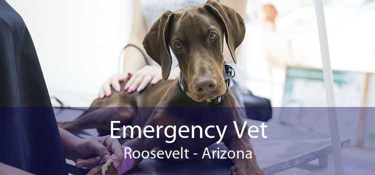 Emergency Vet Roosevelt - Arizona