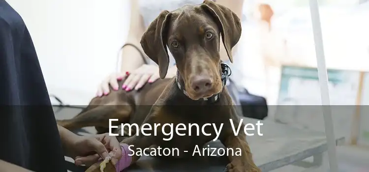 Emergency Vet Sacaton - Arizona