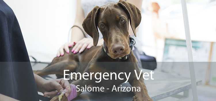Emergency Vet Salome - Arizona