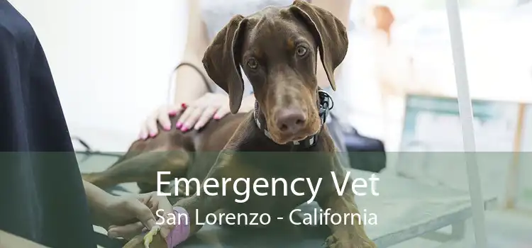 Emergency Vet San Lorenzo - California