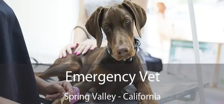 Emergency Vet Spring Valley - California