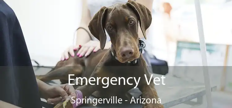 Emergency Vet Springerville - Arizona