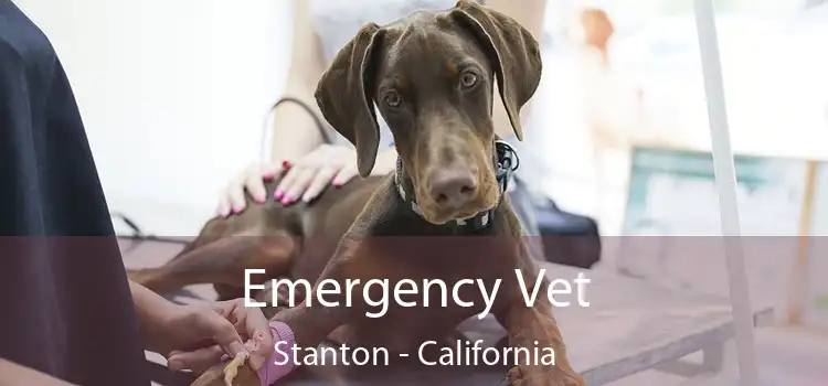 Emergency Vet Stanton - California