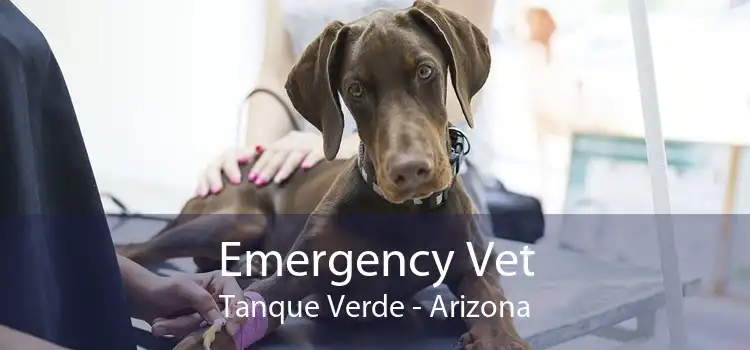Emergency Vet Tanque Verde - Arizona