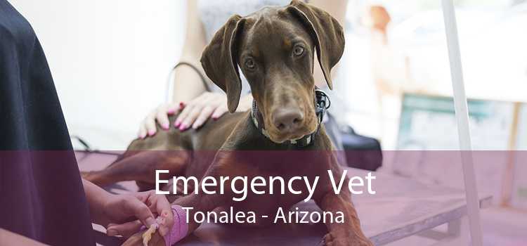 Emergency Vet Tonalea - Arizona