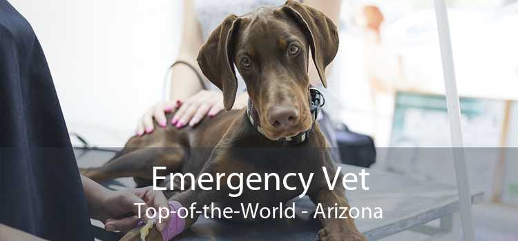 Emergency Vet Top-of-the-World - Arizona