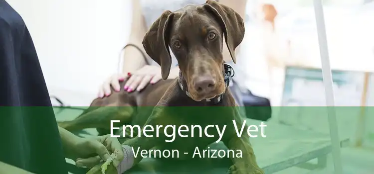 Emergency Vet Vernon - Arizona