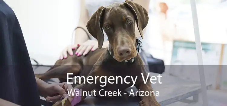 Emergency Vet Walnut Creek - Arizona