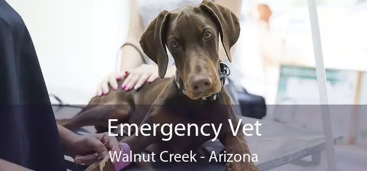 Emergency Vet Walnut Creek - Arizona