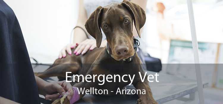 Emergency Vet Wellton - Arizona