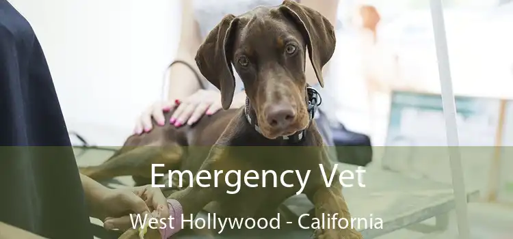 Emergency Vet West Hollywood - California