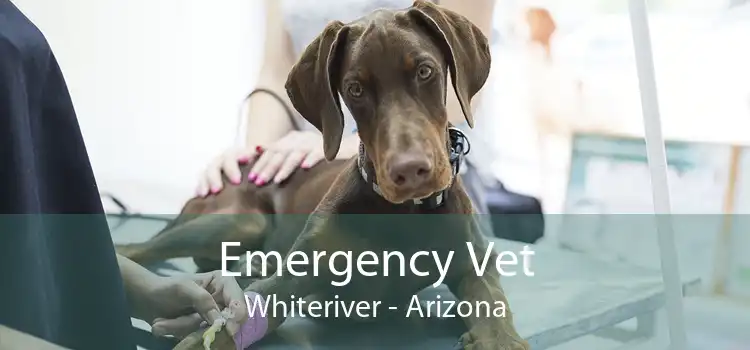 Emergency Vet Whiteriver - Arizona
