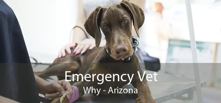 Emergency Vet Why - Arizona