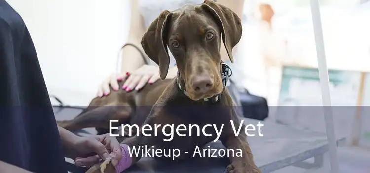 Emergency Vet Wikieup - Arizona