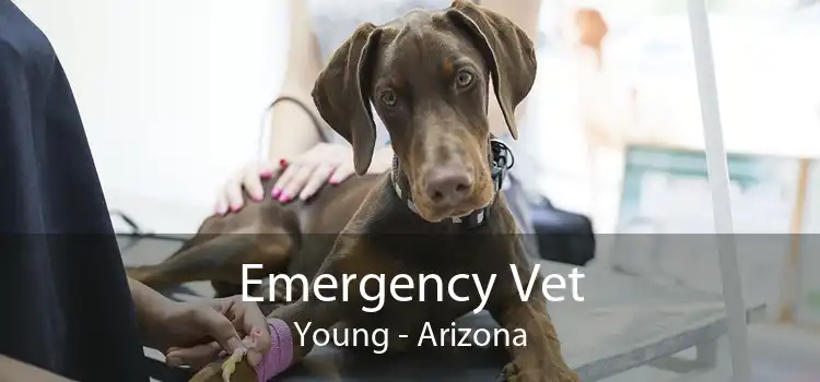 Emergency Vet Young - Arizona