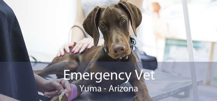 Emergency Vet Yuma - Arizona
