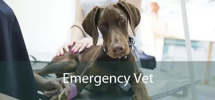 Emergency Vet